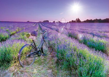 Puzzle 1000 pezzi - Puzzle Bike in a Lavender Field Educa - 2