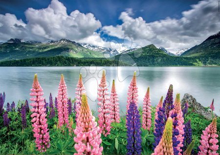 Puzzle 1500 dílků - Puzzle Lupins On The Shores of Lake Sils Switzerland Educa - 2